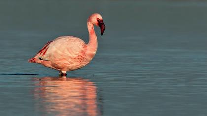 Küçük flamingo