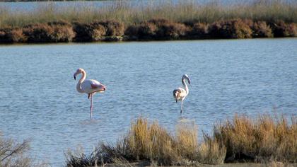 Flamingo