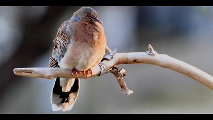 Büyük üveyik » Oriental Turtle Dove » Streptopelia orientalis