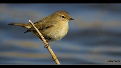 Çıvgın » Common Chiffchaff » Phylloscopus collybita