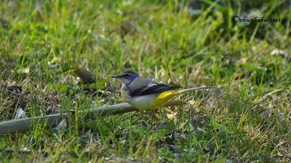 Dağ Kuyruksallayanı » Grey Wagtail » Motacilla cinerea