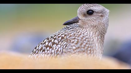 Gümüş yağmurcun » Grey Plover » Pluvialis squatarola