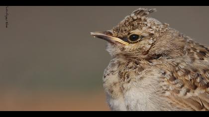 Tepeli toygar » Crested Lark » Galerida cristata