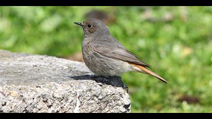 Kara kızılkuyruk » Black Redstart » Phoenicurus ochruros