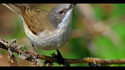 Küçük akgerdanlı ötleğen » Lesser Whitethroat » Sylvia curruca