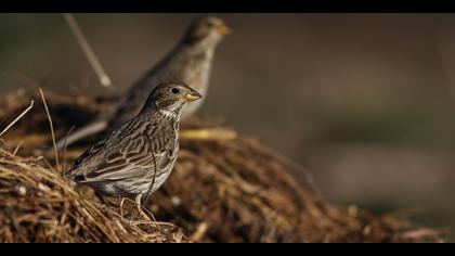 Tarla kirazkuşu » Corn Bunting » Emberiza calandra