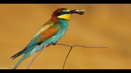 Arıkuşu » European Bee-eater » Merops apiaster