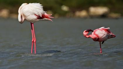 Küçük flamingo