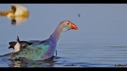 Sazhorozu » Purple Swamphen » Porphyrio porphyrio