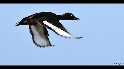 Pasbaş patka » Ferruginous Duck » Aythya nyroca