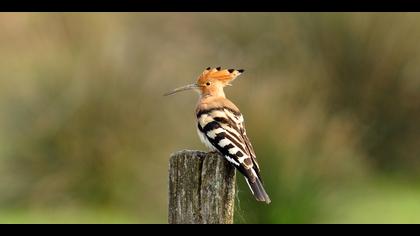 İbibik » Eurasian Hoopoe » Upupa epops