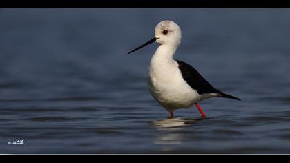 Uzunbacak » Black-winged Stilt » Himantopus himantopus