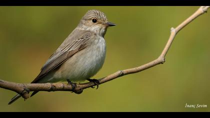 Benekli sinekkapan » Spotted Flycatcher » Muscicapa striata