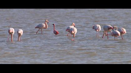 Küçük flamingo