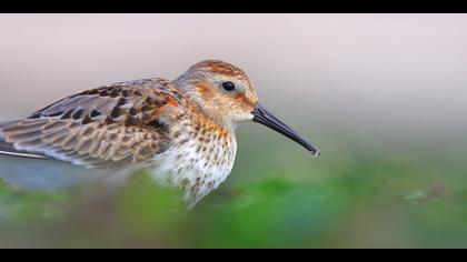 Karakarınlı kumkuşu » Dunlin » Calidris alpina