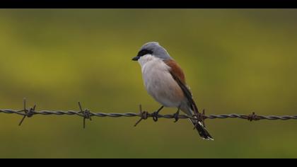 Kızılsırtlı örümcekkuşu » Red-backed Shrike » Lanius collurio