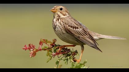 Tarla kirazkuşu » Corn Bunting » Emberiza calandra