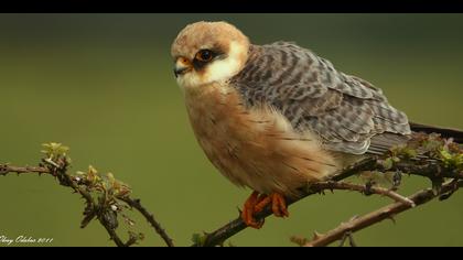 Ala doğan » Red-footed Falcon » Falco vespertinus