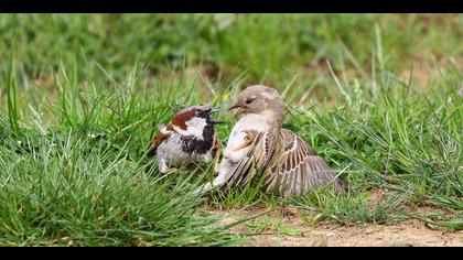 Serçe » House Sparrow » Passer domesticus