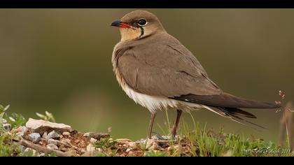 Bataklıkkırlangıcı » Collared Pratincole » Glareola pratincola