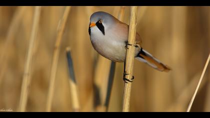 Bıyıklı baştankara » Bearded Reedling » Panurus biarmicus