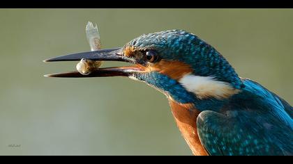 Yalıçapkını » Common Kingfisher » Alcedo atthis