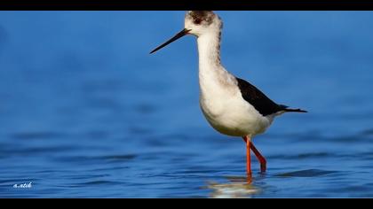 Uzunbacak » Black-winged Stilt » Himantopus himantopus