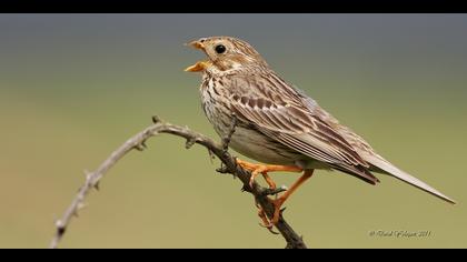 Tarla kirazkuşu » Corn Bunting » Emberiza calandra