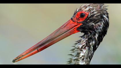 Kara leylek » Black Stork » Ciconia nigra