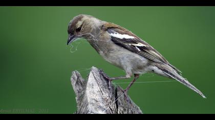 İspinoz » Common Chaffinch » Fringilla coelebs