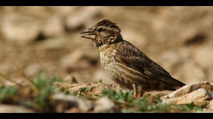 Kaya serçesi » Rock Sparrow » Petronia petronia