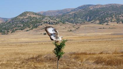 Kızıl şahin