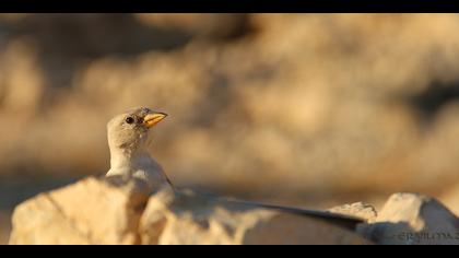 Kar serçesi » White-winged Snowfinch » Montifringilla nivalis