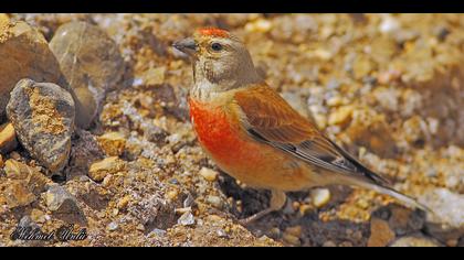 Ketenkuşu » Common Linnet » Linaria cannabina