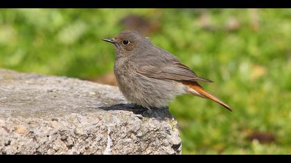 Kara kızılkuyruk » Black Redstart » Phoenicurus ochruros