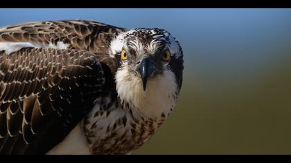 Balık kartalı » Western Osprey » Pandion haliaetus