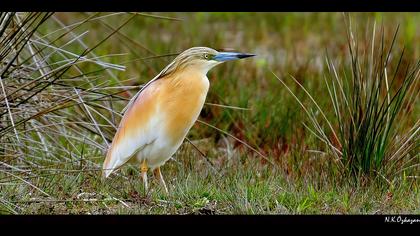 Alaca balıkçıl » Squacco Heron » Ardeola ralloides