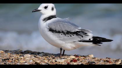 Karaayaklı martı » Black-legged Kittiwake » Rissa tridactyla