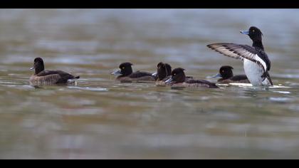 Tepeli patka » Tufted Duck » Aythya fuligula