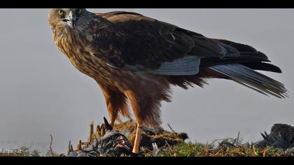 Saz delicesi » Western Marsh Harrier » Circus aeruginosus