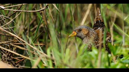 Benekli suyelvesi » Spotted Crake » Porzana porzana