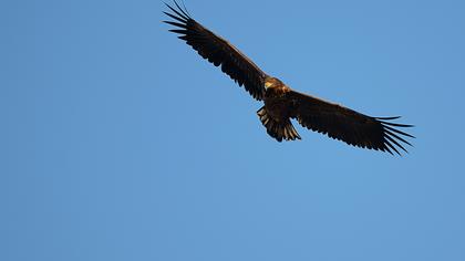 Akkuyruklu kartal