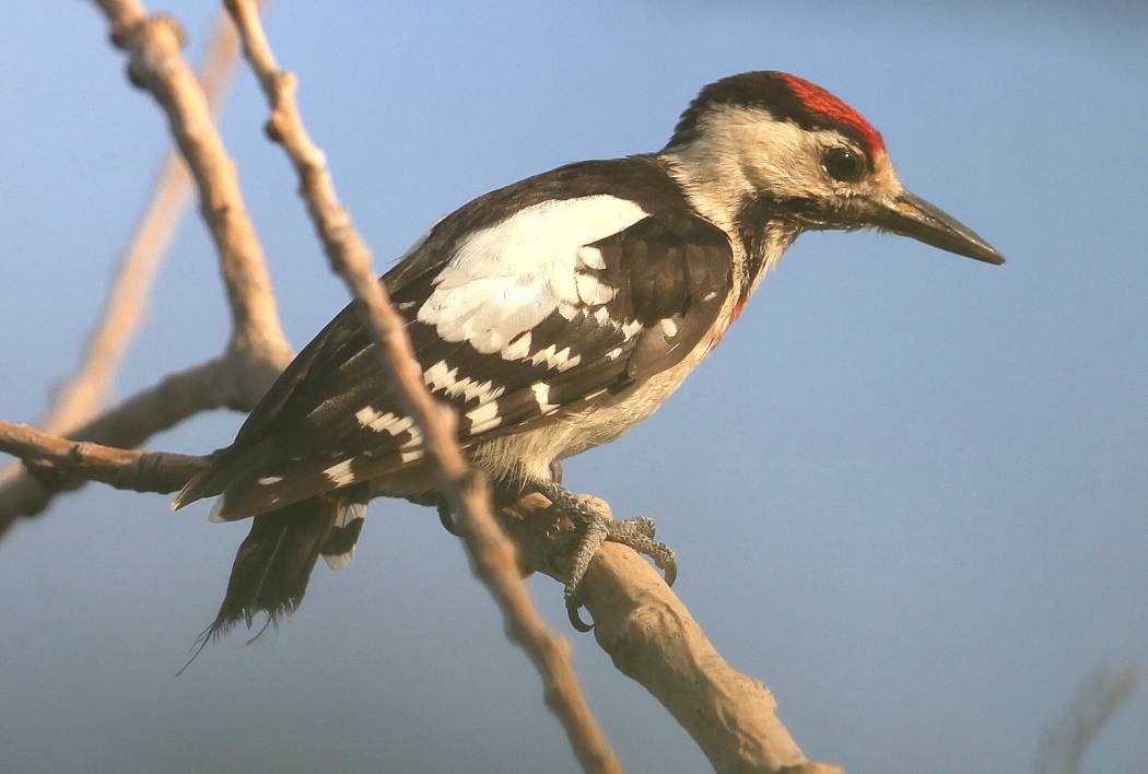 Alaca ağaçkakan