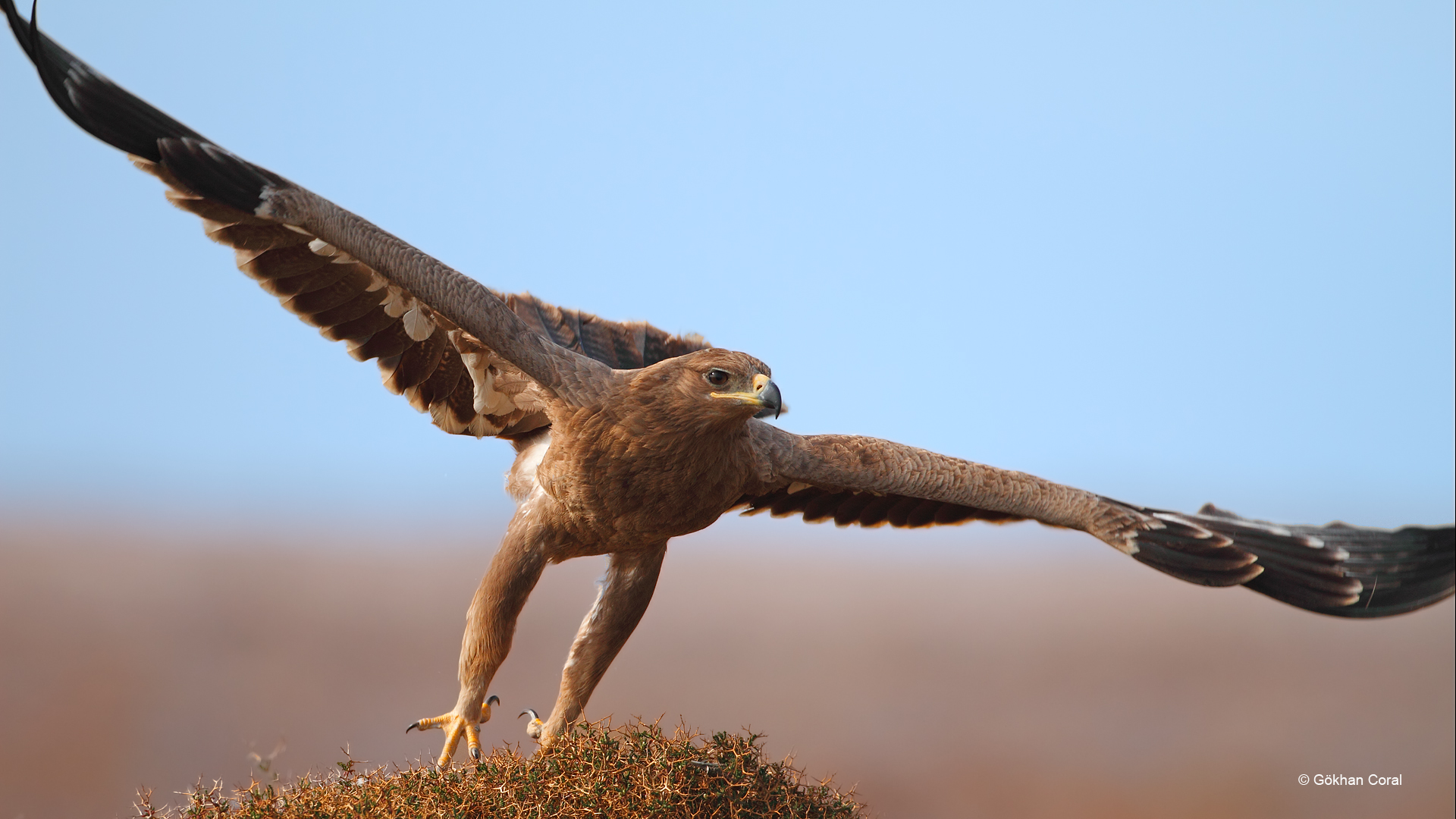 Bozkır kartalı » Steppe Eagle » Aquila nipalensis