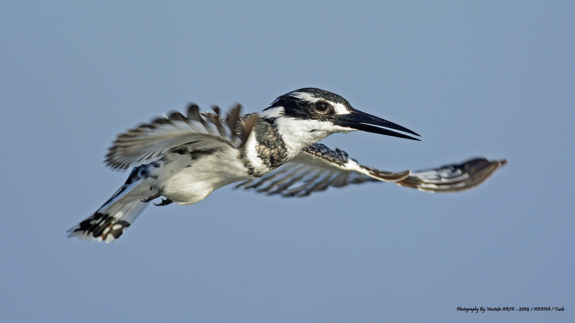 Alaca yalıçapkını » Pied Kingfisher » Ceryle rudis