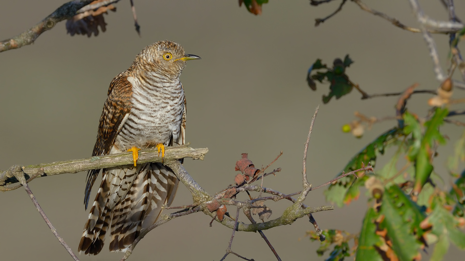 Guguk » Common Cuckoo » Cuculus canorus