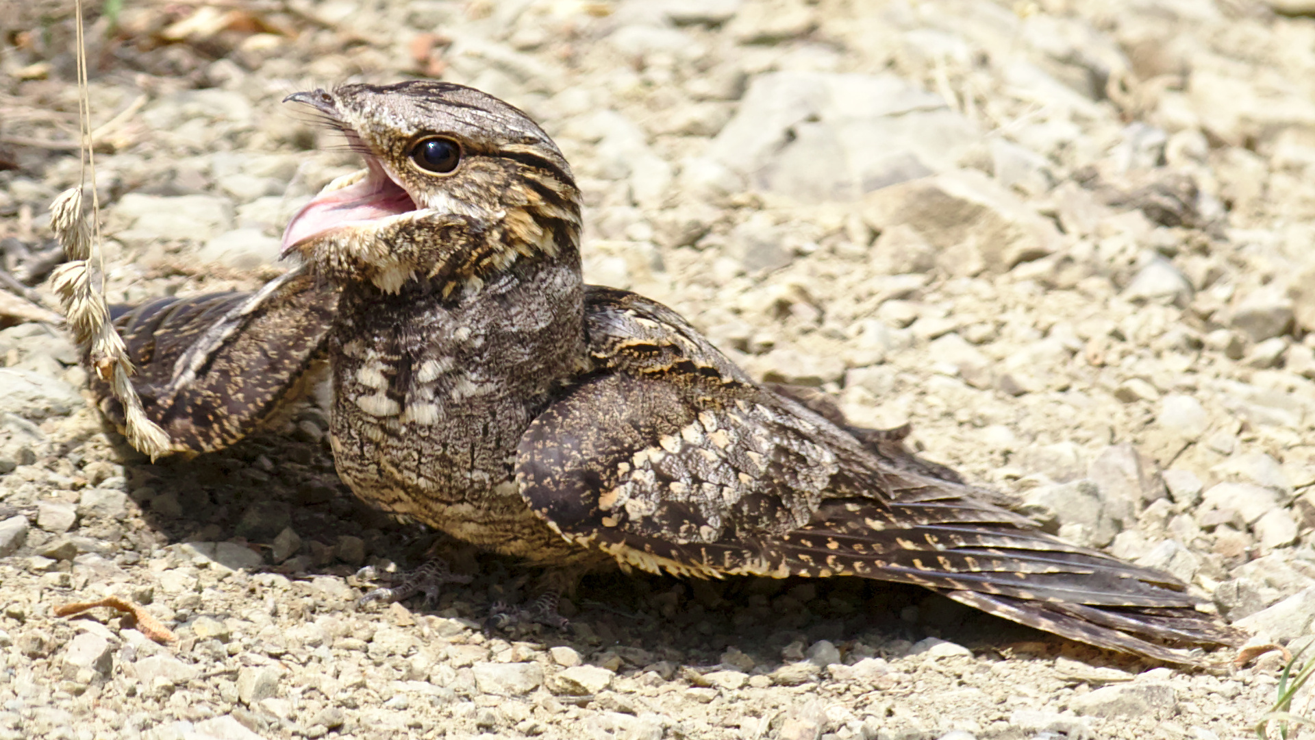 Çobanaldatan » European Nightjar » Caprimulgus europaeus