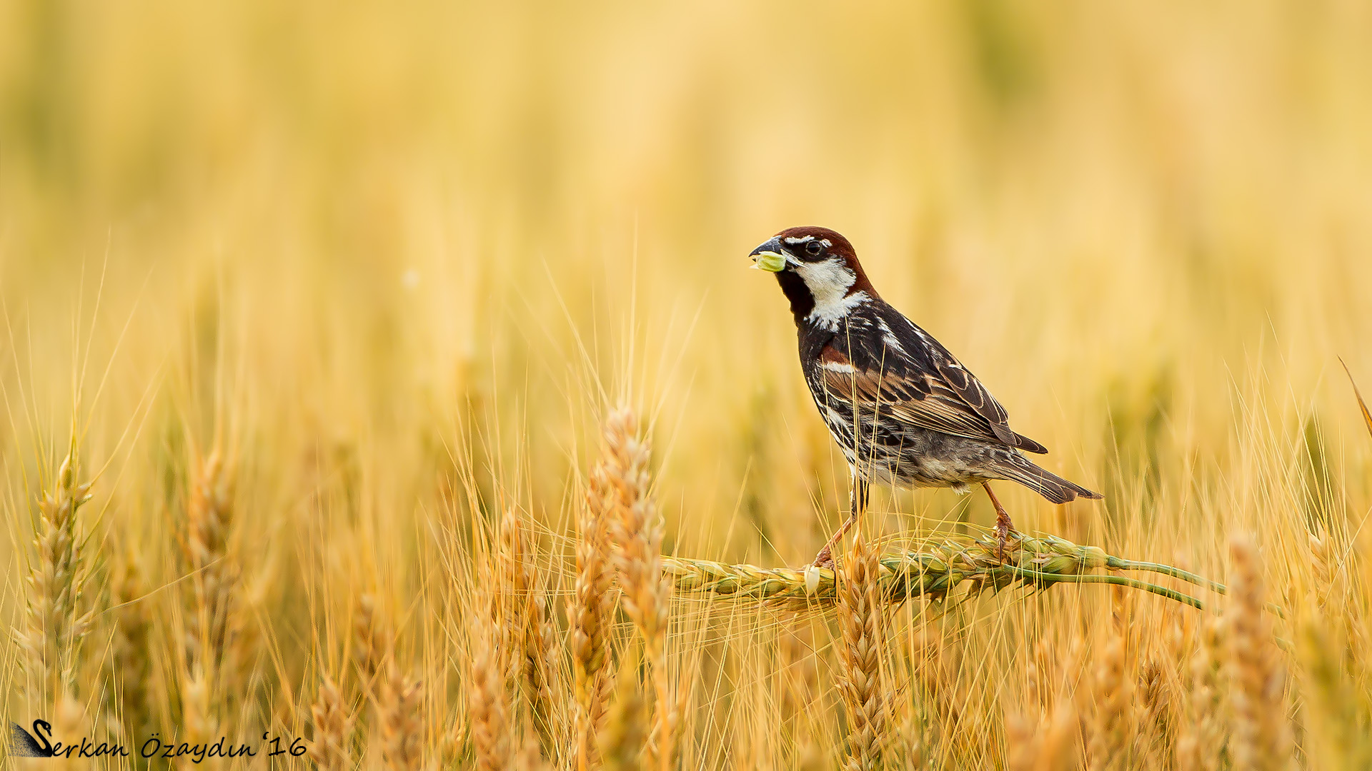 Söğüt serçesi » Spanish Sparrow » Passer hispaniolensis