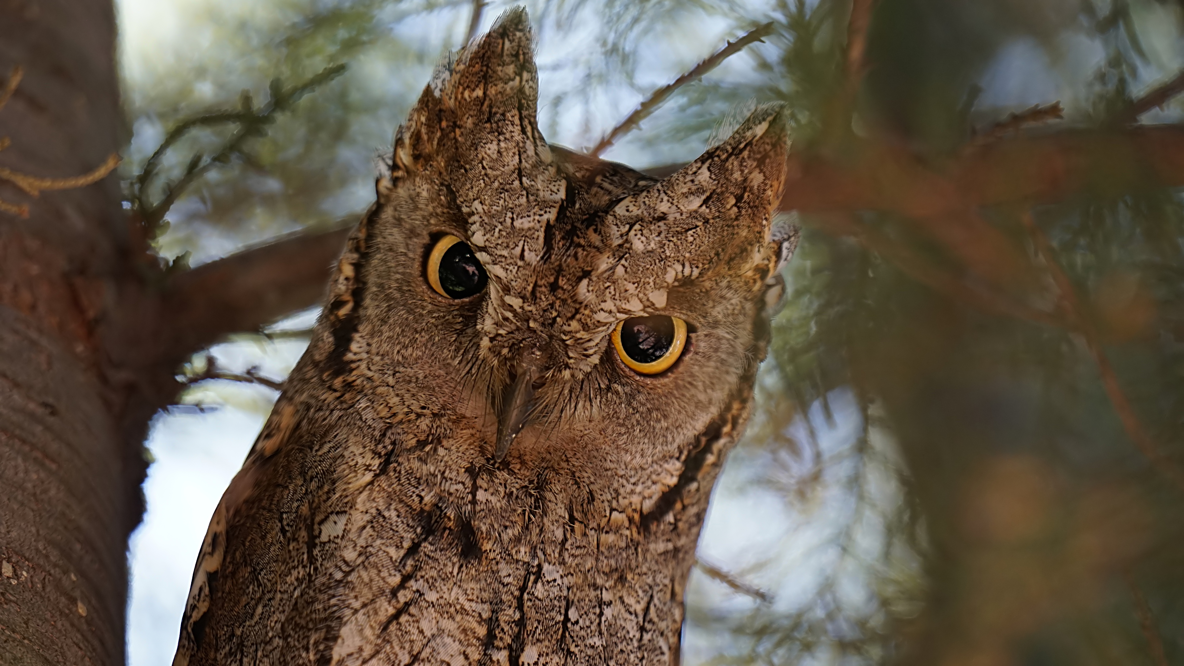 İshakkuşu » Eurasian Scops Owl » Otus scops