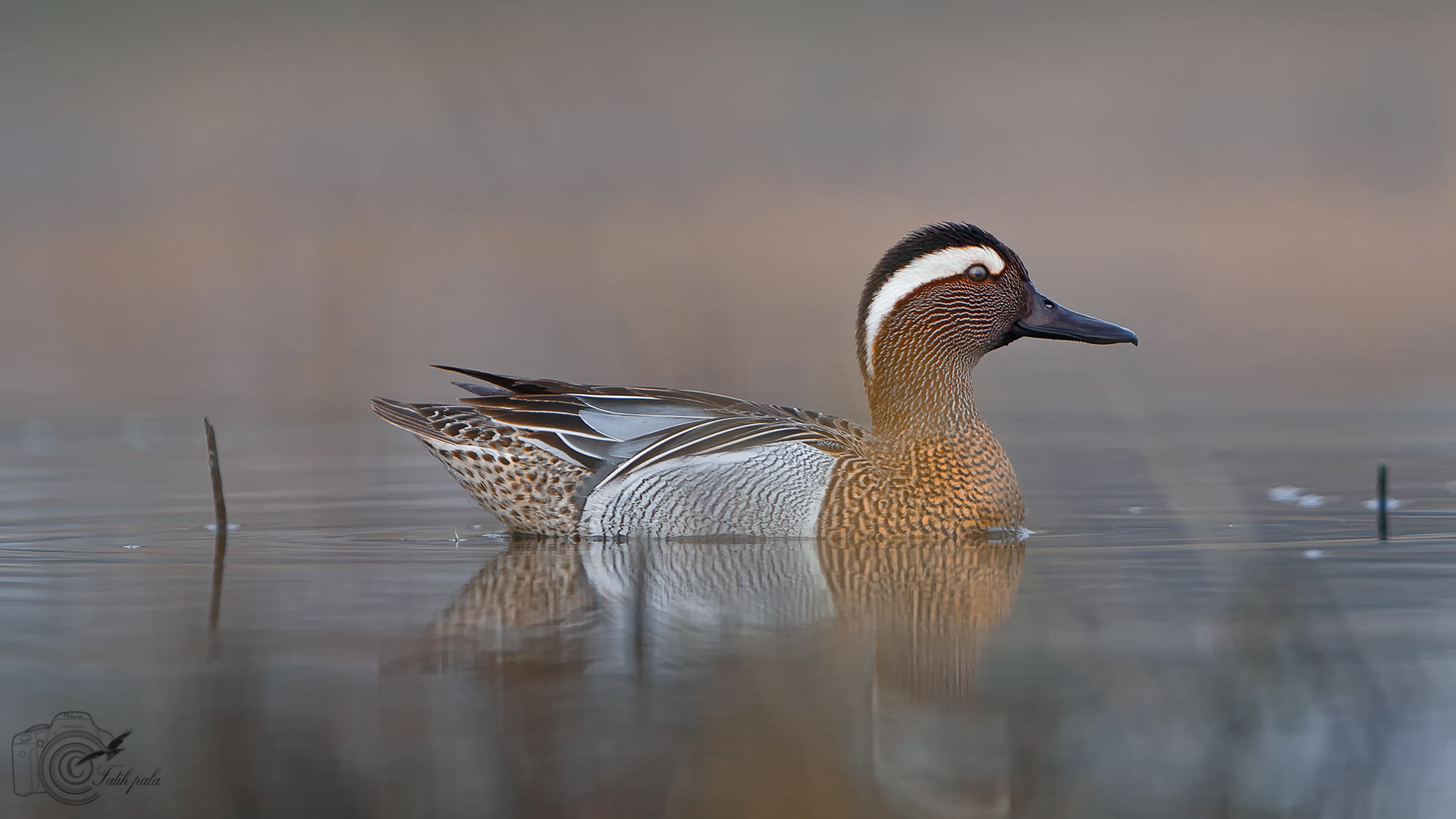 Çıkrıkçın » Garganey » Spatula querquedula